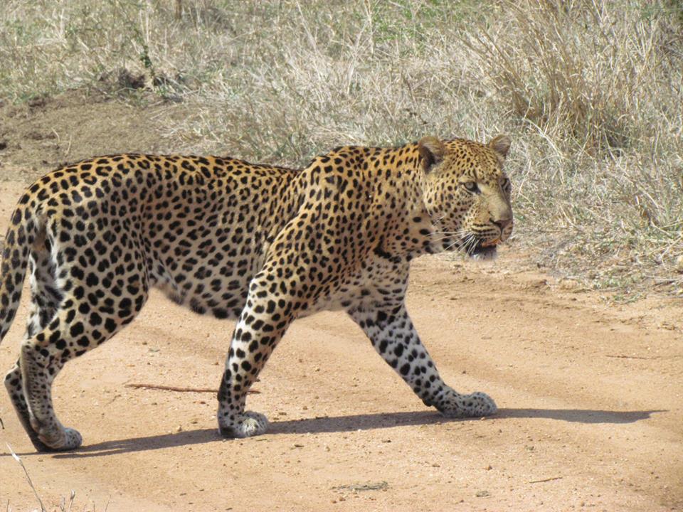 Safari With Us